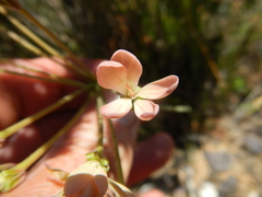 Pelargonium pillansii