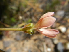 Pelargonium pillansii