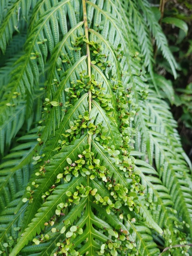 Woodwardia orientalis × Woodwardia prolifera iNat (2)