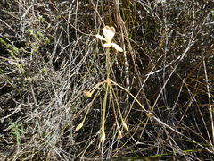 Pelargonium pillansii