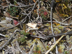 Apoctena conditana