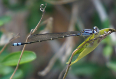 Enallagma novaehispaniae
