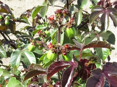 Jatropha gossypiifolia image