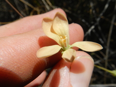 Pelargonium pillansii
