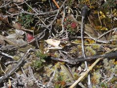 Apoctena conditana