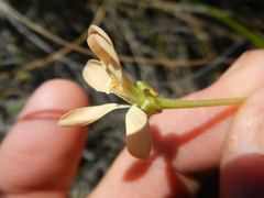Pelargonium pillansii