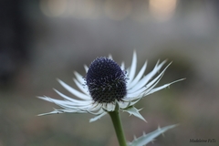 Eryngium proteiflorum