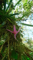 Columnea filipes