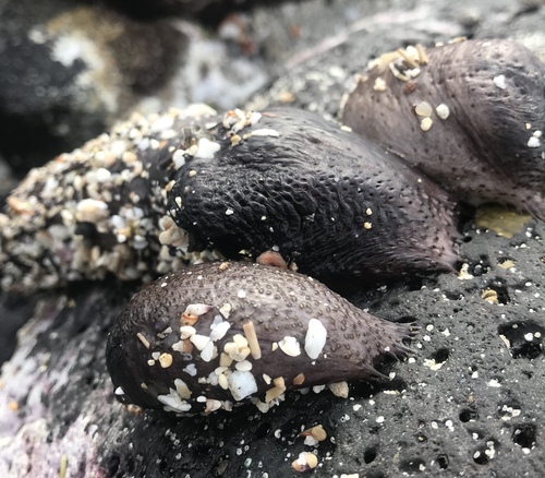 Holothuria flavomaculata