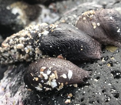 Holothuria flavomaculata