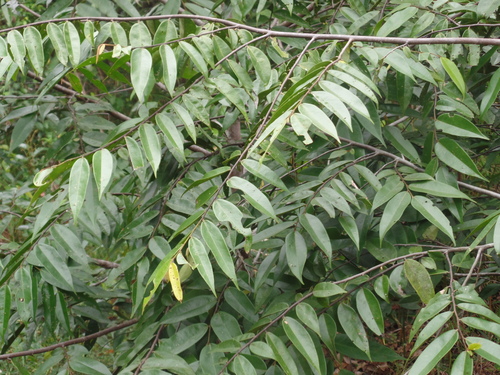 Guatteria schomburgkiana, 2023-07-18