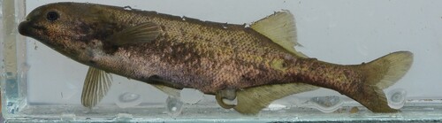 Bulldog (Marcusenius macrolepidotus) — Mormyridae