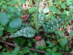 Goodyera repens image