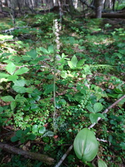 Media resource of Goodyera repens