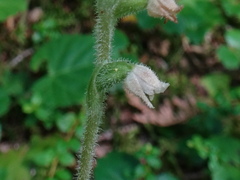 Goodyera repens image
