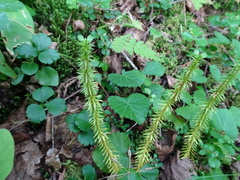 Huperzia lucidula image