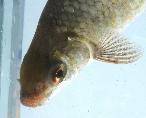 Rednose labeo (Labeo rosae) — Cyprinidae — 3
