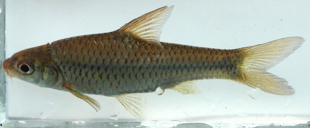 Hamilton's barb (Enteromius afrohamiltoni) — Cyprinidae
