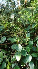Peperomia striata