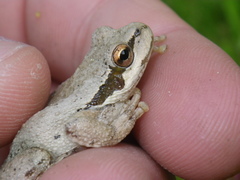 Pseudacris sierra