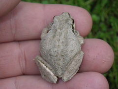 Pseudacris sierra