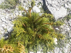 Aciphylla montana