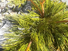 Aciphylla montana