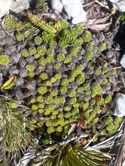 Hectorella caespitosa