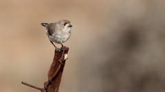 Aphelocephala leucopsis