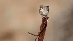 Aphelocephala leucopsis