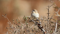 Aphelocephala leucopsis
