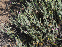 Polygala teretifolia