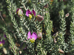 Polygala teretifolia