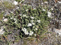 Veronica buchananii