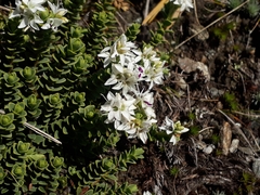 Veronica buchananii