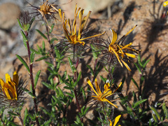 Gorteria integrifolia