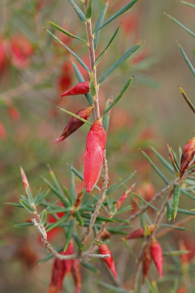Stenanthera