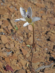 Tritonia pallida