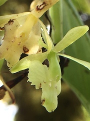Epidendrum spicatum