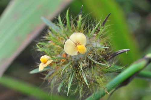 Stylosanthes guianensis iNat (2)