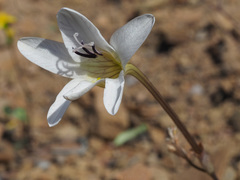 Tritonia pallida