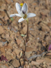 Tritonia pallida