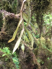 Epidendrum spicatum
