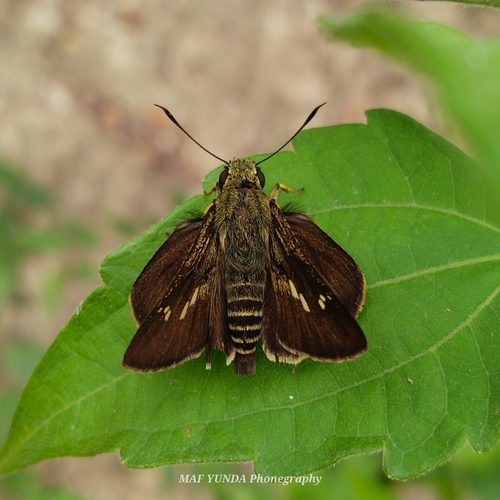Halpe beturia