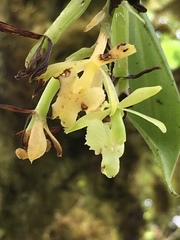 Epidendrum spicatum