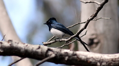 Myiagra cyanoleuca