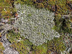 Anisotome imbricata imbricata