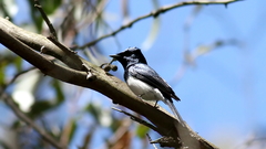 Myiagra cyanoleuca