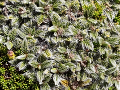 Anisotome imbricata imbricata