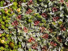 Anisotome imbricata imbricata